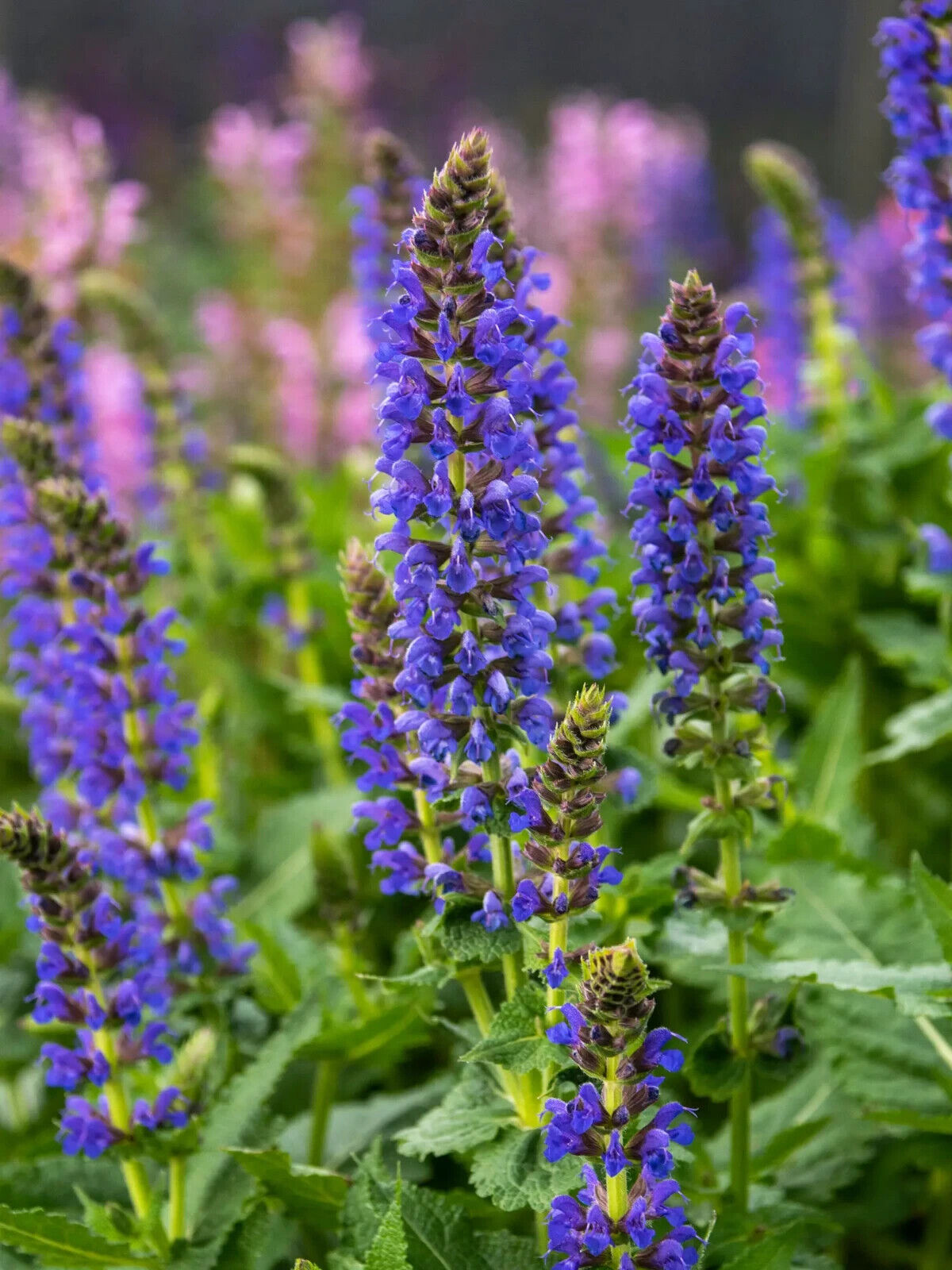 SALVIA SALLYROSA~APRIL NIGHT~DWARF SAGE AROMATIC HARDY PERENNIAL HUMMINGBIRDS!!!
