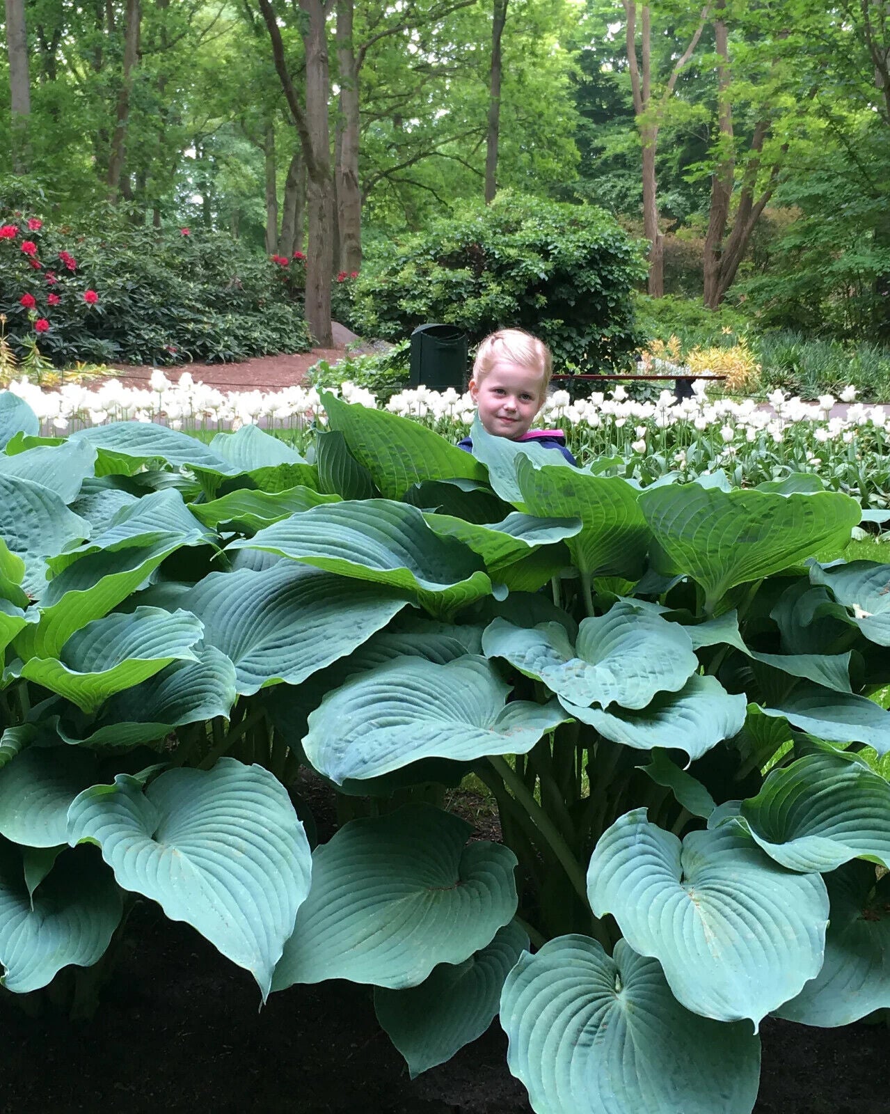 HOSTA 'JURASSIC PARK' HARDY PERENNIAL SHADE PLANT GIANT W/ 18 X 14" LEAVES