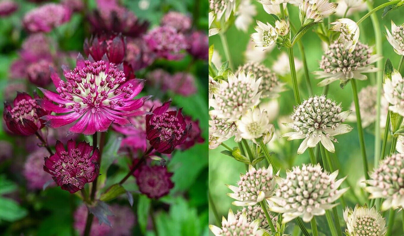 ASTRANTIA~MASTERWORT~STAR OF BILLIONS-OR-STAR OF FIRE~PICK YOUR COLOR OR BOTH!!!