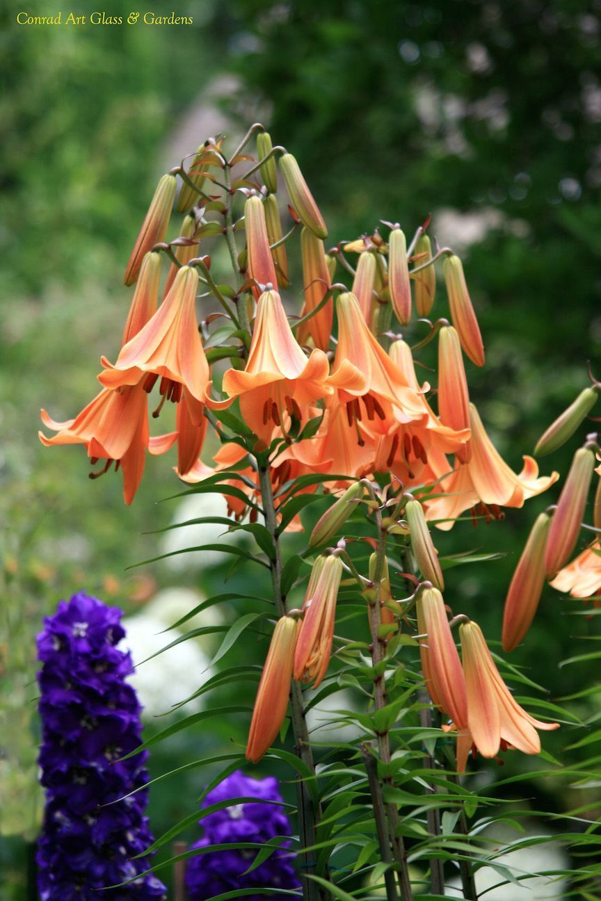 AFRICAN QUEEN TRUMPET LILY FLOWER BULBS HARDY 4-6 FT. TALL GIANT FRAGRANT BLOOMS
