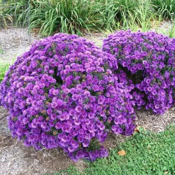 ASTER~WOODS PURPLE~LIVE PLANT~HARDY PERENNIAL FLOWERS~LATE-SUMMER THRU FALL BLM!
