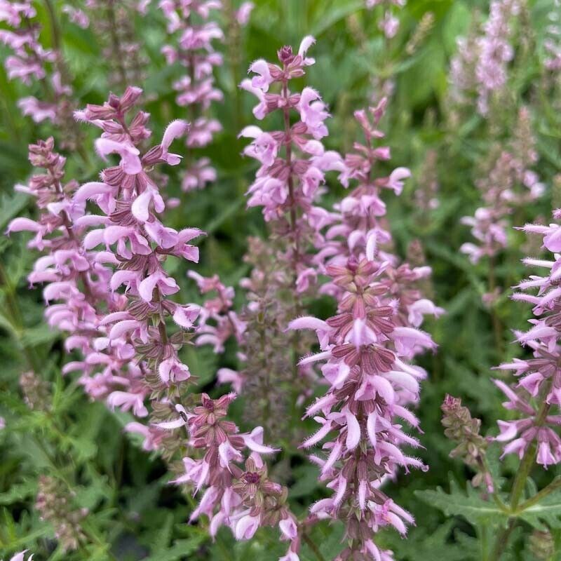 SALVIA NEMOROSA~FEATHERS FLAMINGO~PINK SAGE PLANTS AROMATIC HARDY PERENNIAL WOW!