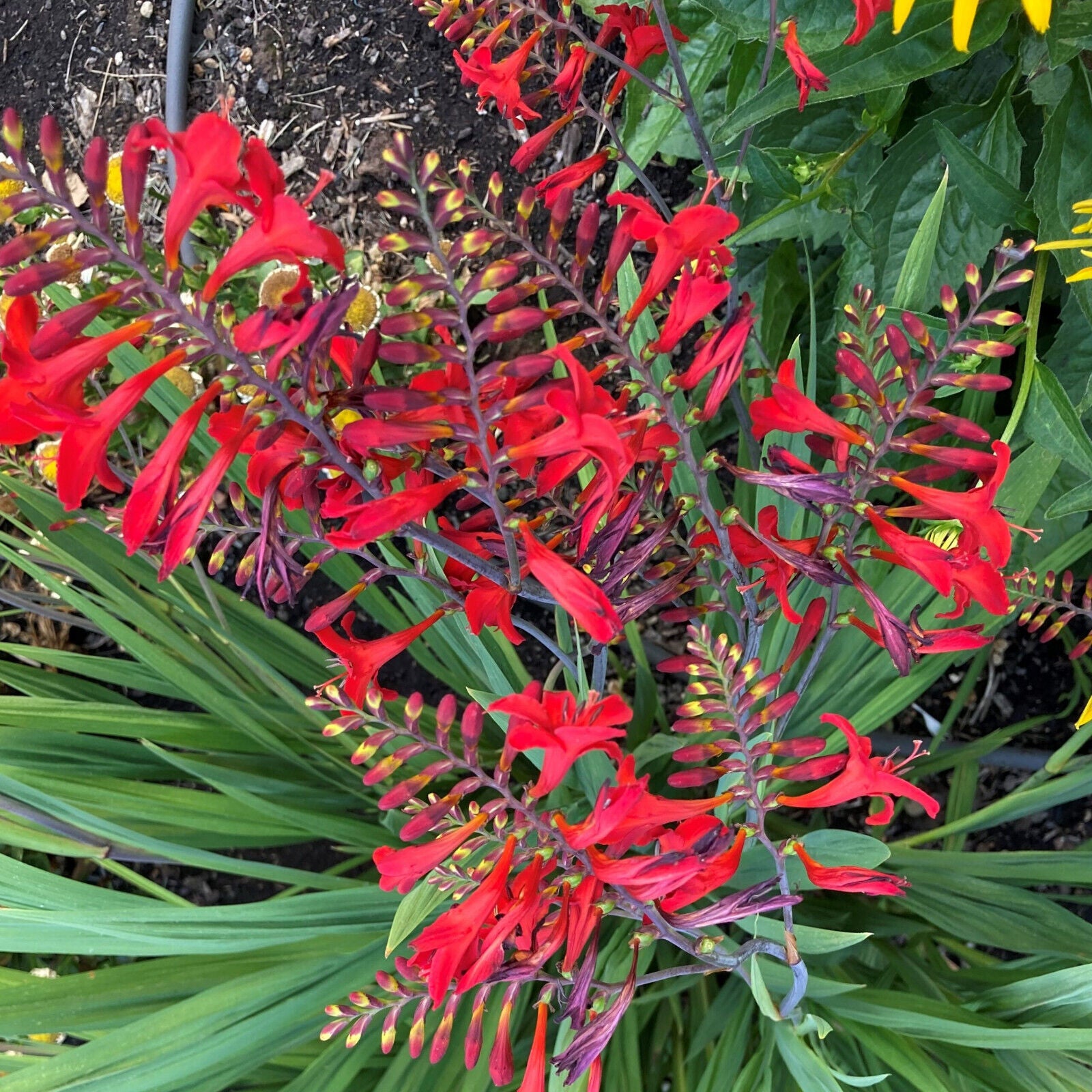 PICK YOUR DRAGON FLOWER - Choose From (7) Different Types of Crocosmia Bulbs!!!