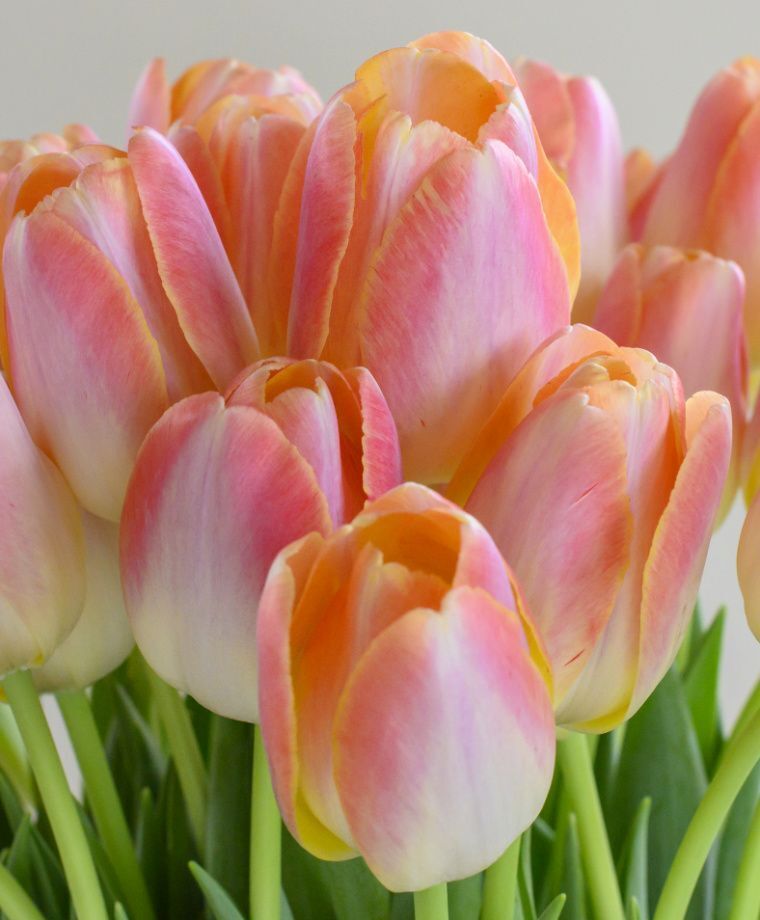 PINK JAPANESE TULIP~KUNYUN~FLOWER BULBS~GIANT DARWIN HYBRID~MID-APRIL/MAY BLOOM