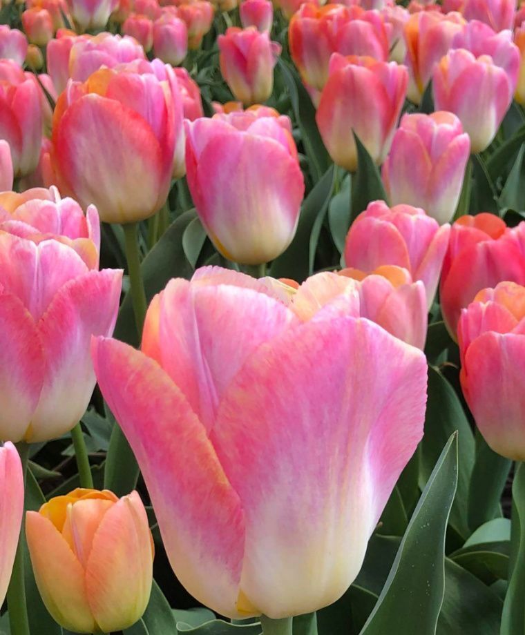 PINK JAPANESE TULIP~KUNYUN~FLOWER BULBS~GIANT DARWIN HYBRID~MID-APRIL/MAY BLOOM