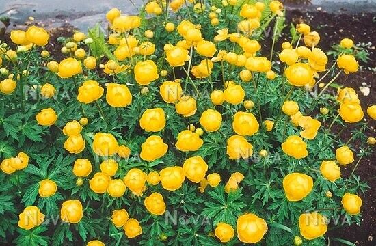 TROLLIUS EUROPAEUS~SUPERBUS~GLOBEFLOWER PLANT HARDY PERENNIAL VERY SHOWY FLOWERS