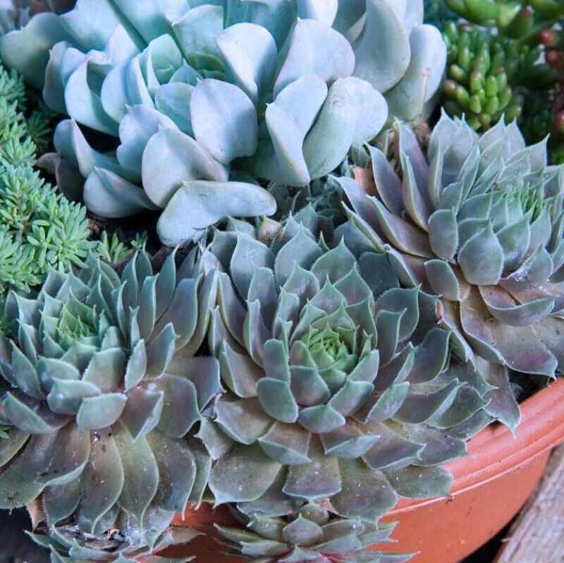 SEMPERVIVUM~PACIFIC BLUE ICE~HENS AND CHICKS HARDY PERENNIAL SUCCULENT GARDEN