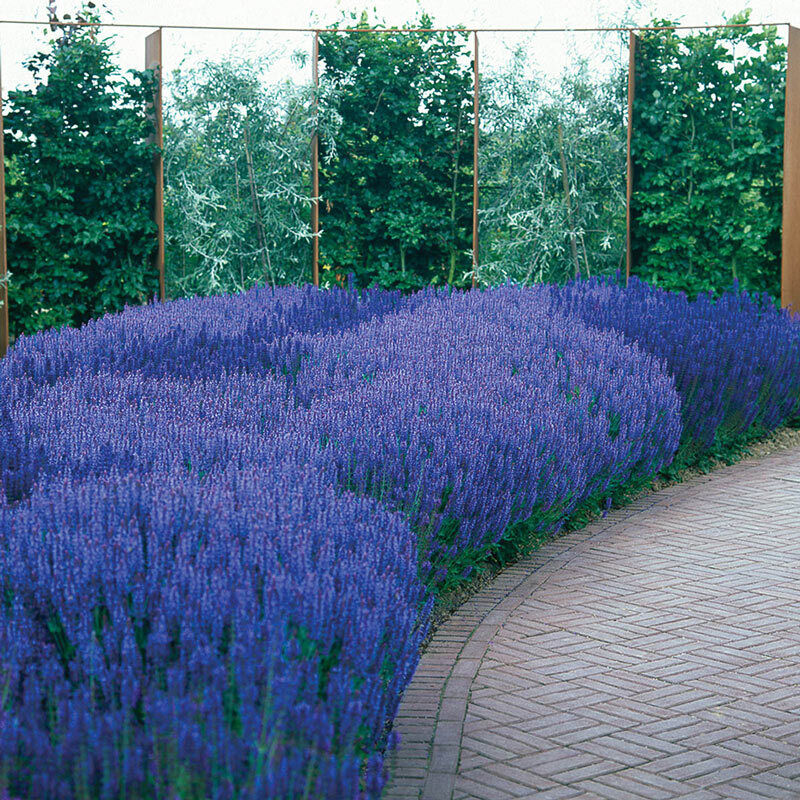 SALVIA SALLYROSA~APRIL NIGHT~DWARF SAGE AROMATIC HARDY PERENNIAL HUMMINGBIRDS!!!