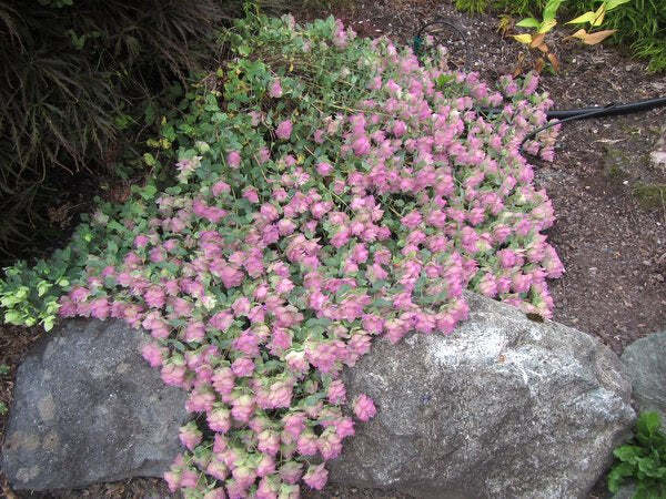 ORIGANUM ROTUNDIFOLIUM~KENT BEAUTY~ORNAMENTAL OREGANO PLANT HARDY PERENNIAL HERB