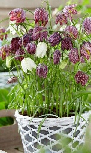 CHECKERED LILY ~FRITILLARIA MELEAGRIS~ FLOWER BULBS HARDY PERENNIAL SPRING BLOOM