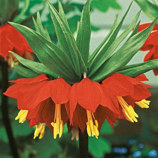 FRITILLARIA 'RUBRA'~CROWN IMPERIAL LILY~24/+CM BULBS~UNIQUE TALL AROMATIC PLANTS