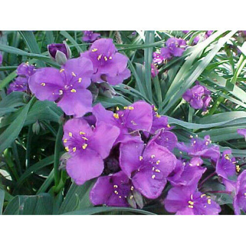 TRADESCANTIA~CONCORD GRAPE~SPIDERWORT PLANT HARDY PERENNIAL SHOWY PURPLE FLOWERS