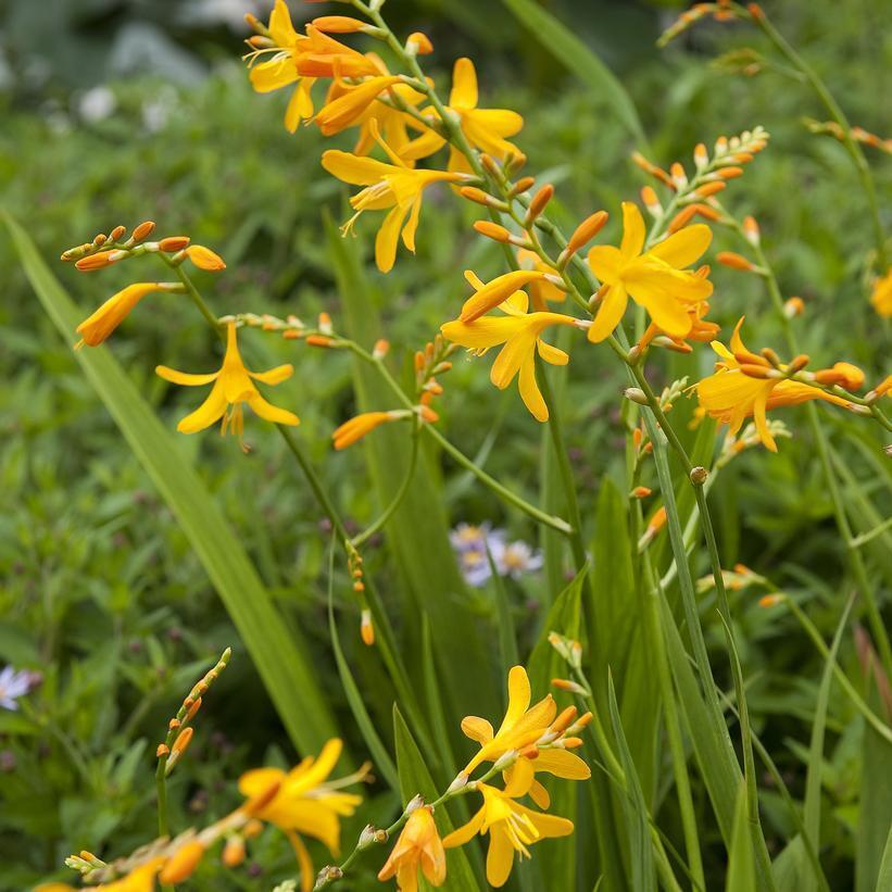 PICK YOUR DRAGON FLOWER - Choose From (7) Different Types of Crocosmia Bulbs!!!