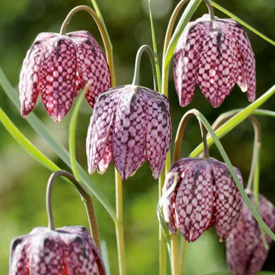 CHECKERED LILY ~FRITILLARIA MELEAGRIS~ FLOWER BULBS HARDY PERENNIAL SPRING BLOOM