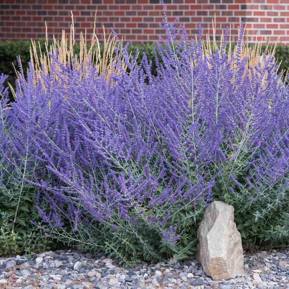 PEROVSKIA ATRIPLICIFOLIA~RUSSIAN SAGE~LIVE PLANTS~TALL LAVENDER BLUE FLOWERS!!!