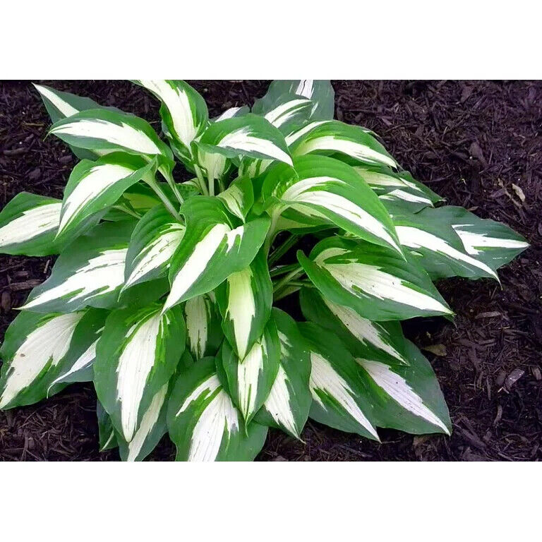 HOSTA 'NIGHT BEFORE CHRISTMAS' HARDY PERENNIAL SHADE PLANT GREEN & WHITE FOLIAGE
