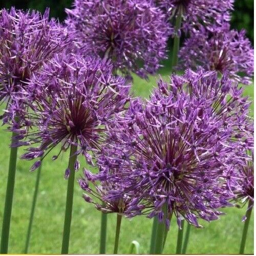 ALLIUM~UNIVERSE~FLOWER BULBS HARDY PERENNIAL~VOLLEYBALL SIZE FLOWERS~2-3FT TALL!