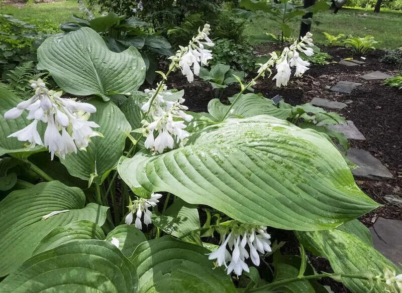 HOSTA 'T-REX' HARDY PERENNIAL SHADE PLANT GIANT PLANTAIN LILY W/ 18 X 14" LEAVES