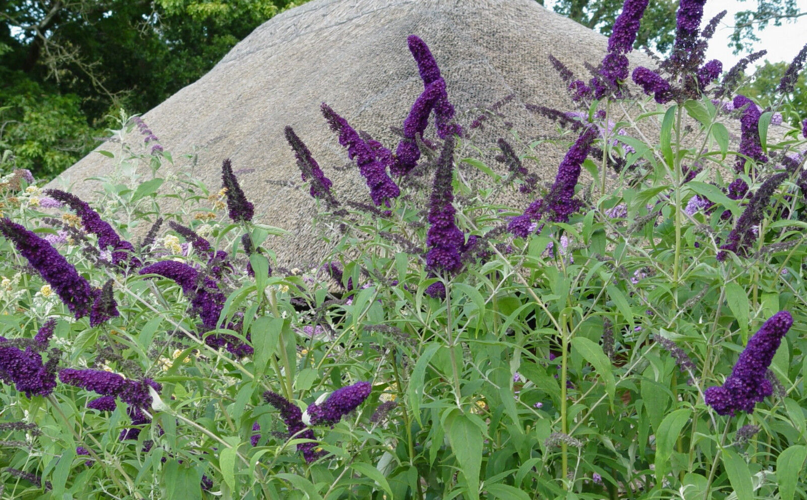 BUDDLEIA 'BLACK KNIGHT' BUTTERFLY BUSH HARDY PERENNIAL PLANT GROWS 6-8 FEET TALL