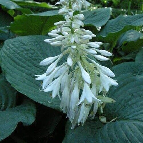 HOSTA 'BLUE GIANT' HARDY PERENNIAL SHADE PLANT ATTRACTIVE FOLIAGE PLANTAIN LILY