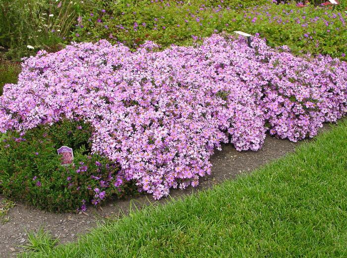 ASTER~WOODS PINK~LIVE PLANT~HARDY PERENNIAL FLOWERS~LATE-SUMMER THRU FALL BLOOM!