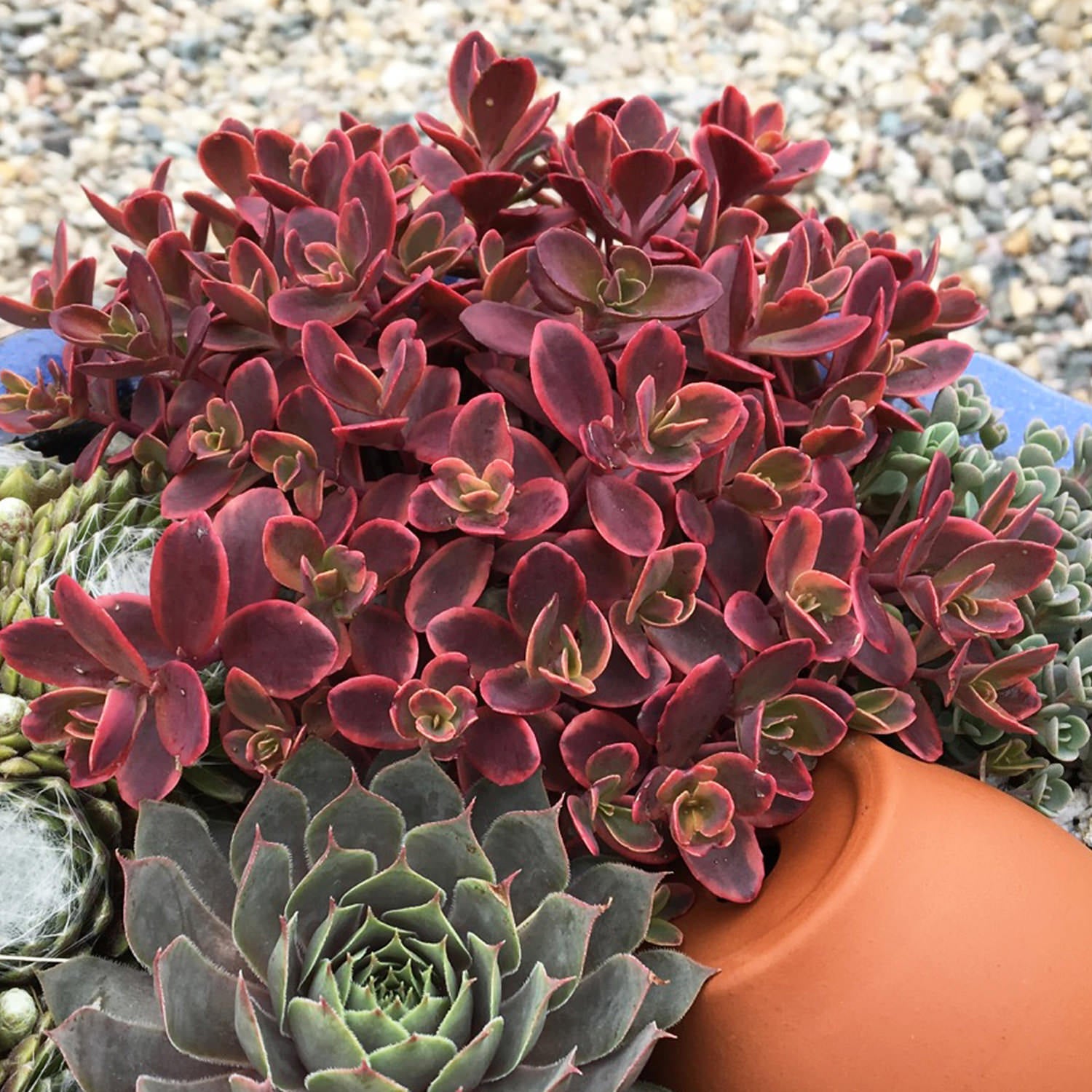 SEDUM SUNSPARKLER 'WILDFIRE' LIVE STONECROP PLANT SUCCULENT GARDEN SUMMER BLOOMS