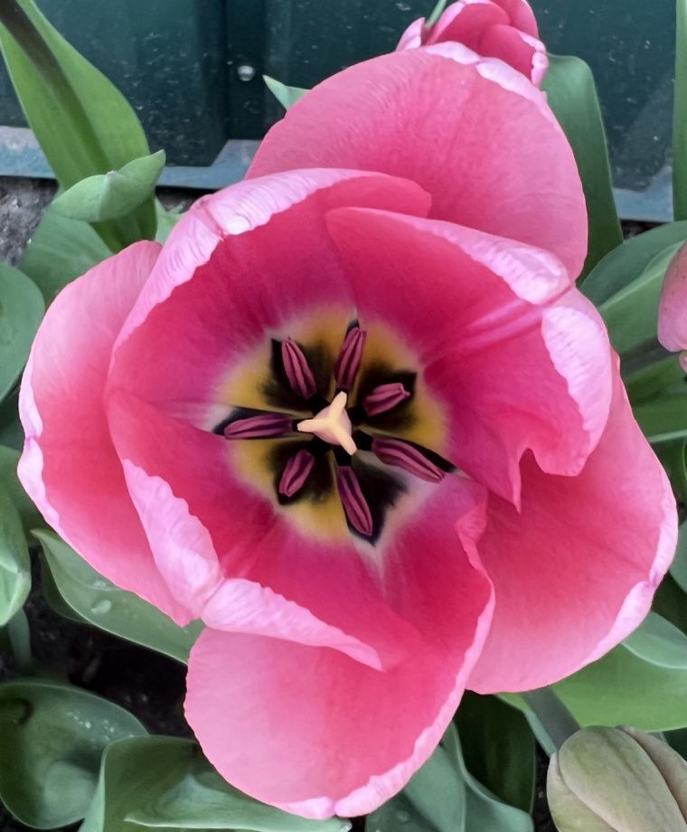 TULIP~BIG LOVE~FLOWER BULBS~GIANT DARWIN HYBRID~STUNNING DUSKY PINK SPRING BLOOM