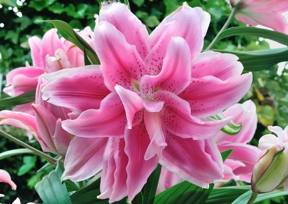 ISABELLA ROSE LILY FLOWER BULBS HARDY 2 FT. TALL FRAGRANT BLOOMS DOUBLE ORIENTAL