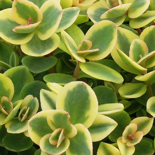 SEDUM SUNSPARKLER 'LIME TWISTER' STONECROP PLANT SUCCULENT GARDEN SUMMER BLOOMS!