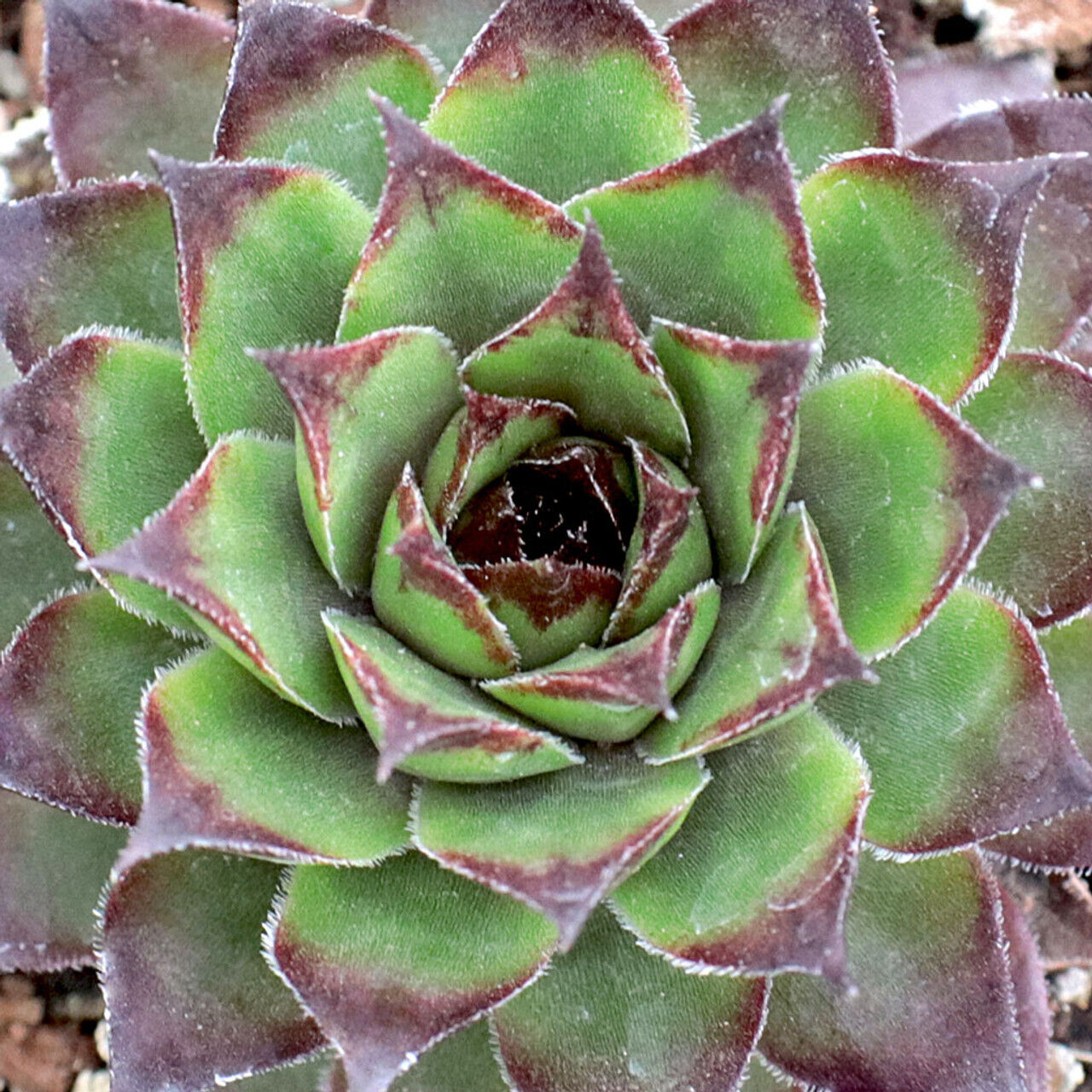 SEMPERVIVUM~BRONCO~HENS AND CHICKS HARDY PERENNIAL SUCCULENT ROCK GARDEN PLANTS!