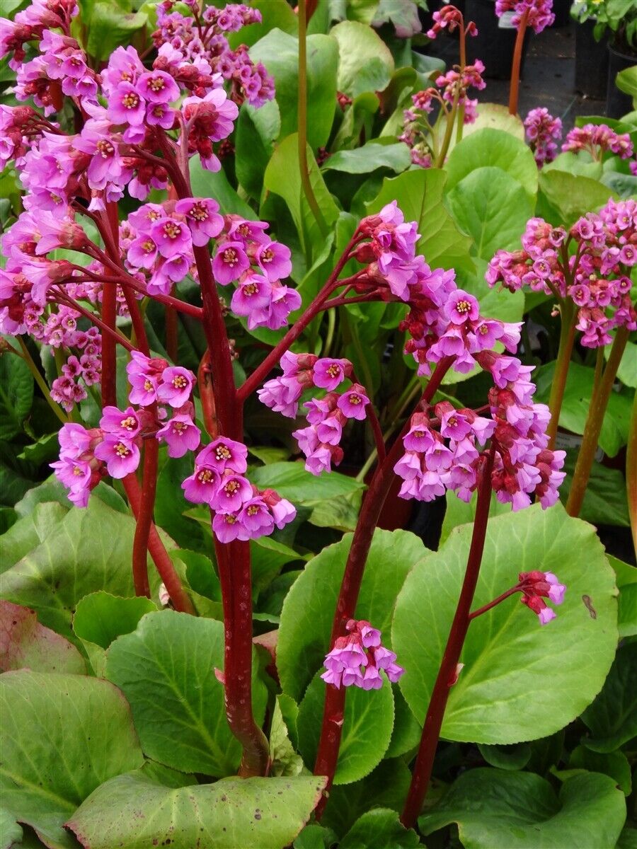 BERGENIA~WINTERGLOW~PIGSQUEAK SHADE PERENNIAL FLOWERS HARDY LIVE BARE ROOT PLANT