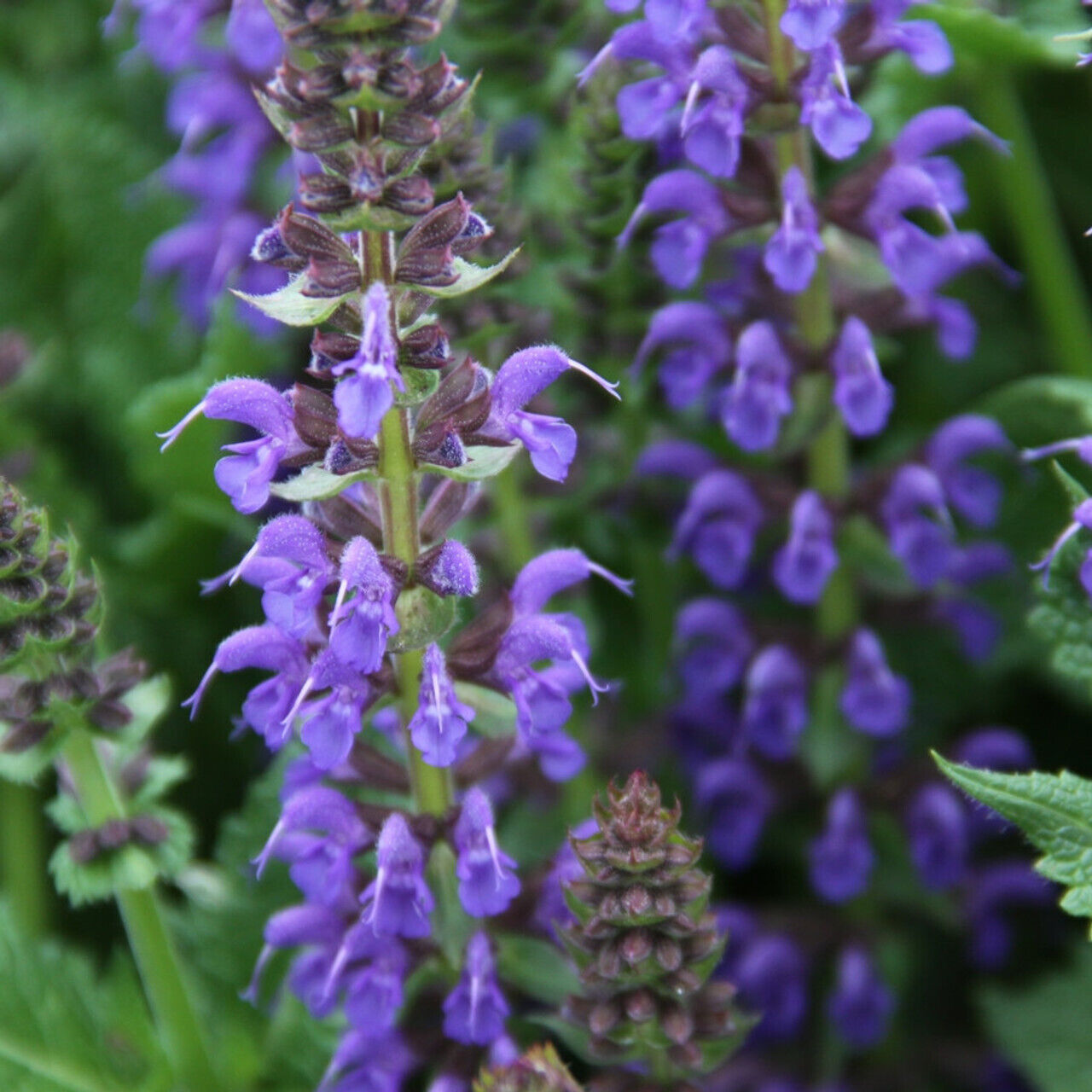 SALVIA SALLYROSA~APRIL NIGHT~DWARF SAGE AROMATIC HARDY PERENNIAL HUMMINGBIRDS!!!