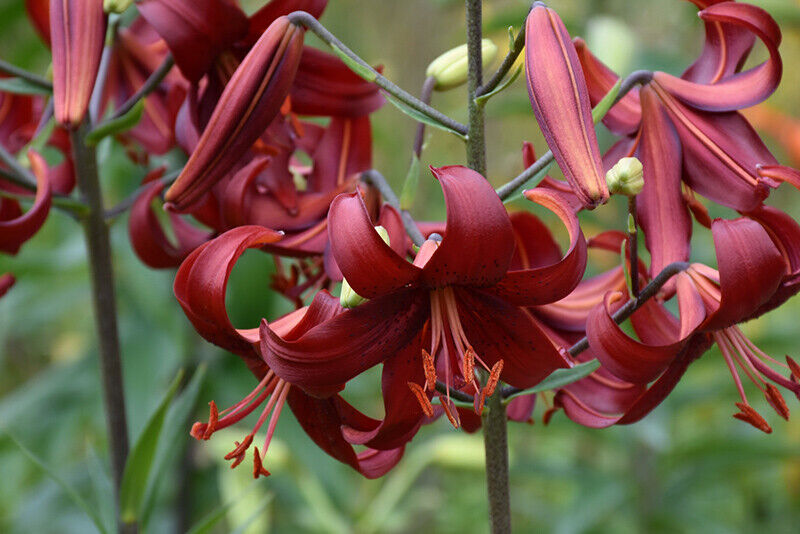 RED VELVET HUMMINGBIRD LILY FLOWER BULBS 4-5 FT TALL PERENNIAL LIVE PLANT FEEDER