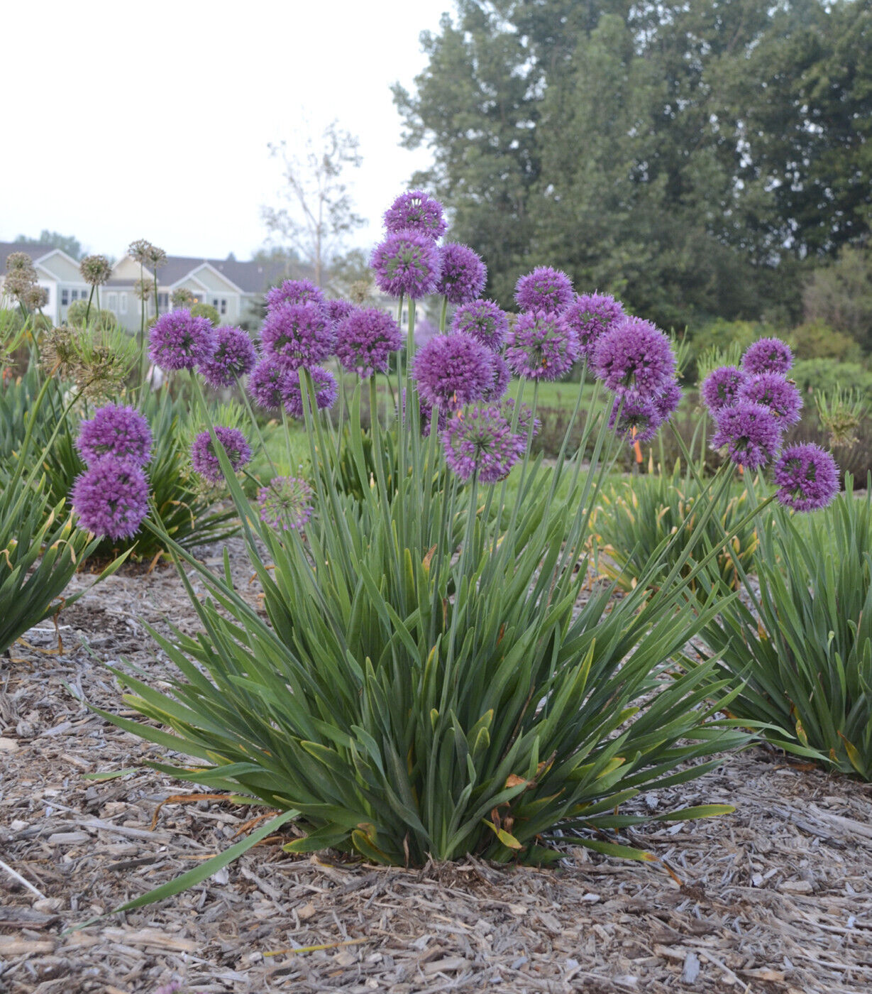ALLIUM~LAVENDER BUBBLES~LIVE PLANT~FLOWERS LATE-SUMMER TO FALL~HARDY PERENNIAL!!