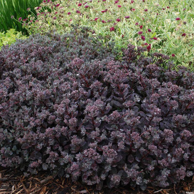 SEDUM SUNSPARKLER 'DAZZLEBERRY' STONECROP PLANT SUCCULENT GARDEN SUMMER BLOOMS!!