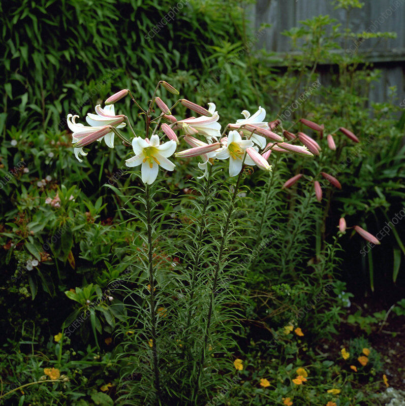 REGAL TRUMPET LILY FLOWER BULBS HARDY 4-6 FT. TALL GIANT FRAGRANT BLOOMS SUMMER