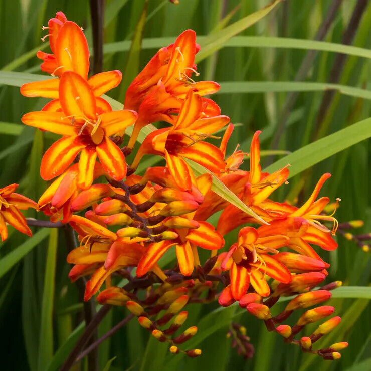 PICK YOUR DRAGON FLOWER - Choose From (7) Different Types of Crocosmia Bulbs!!!