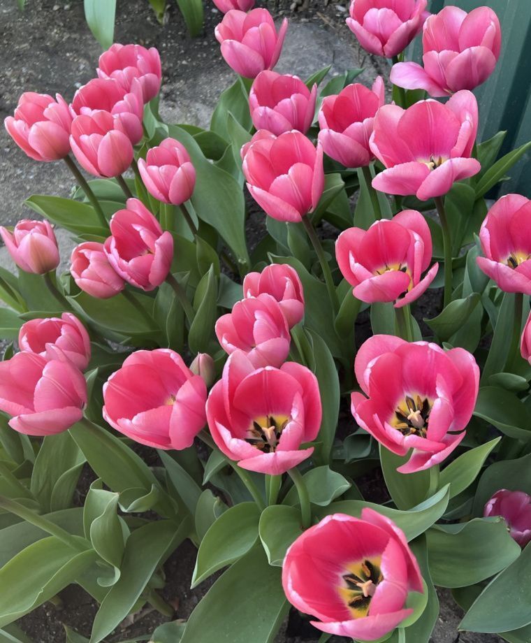 TULIP~BIG LOVE~FLOWER BULBS~GIANT DARWIN HYBRID~STUNNING DUSKY PINK SPRING BLOOM