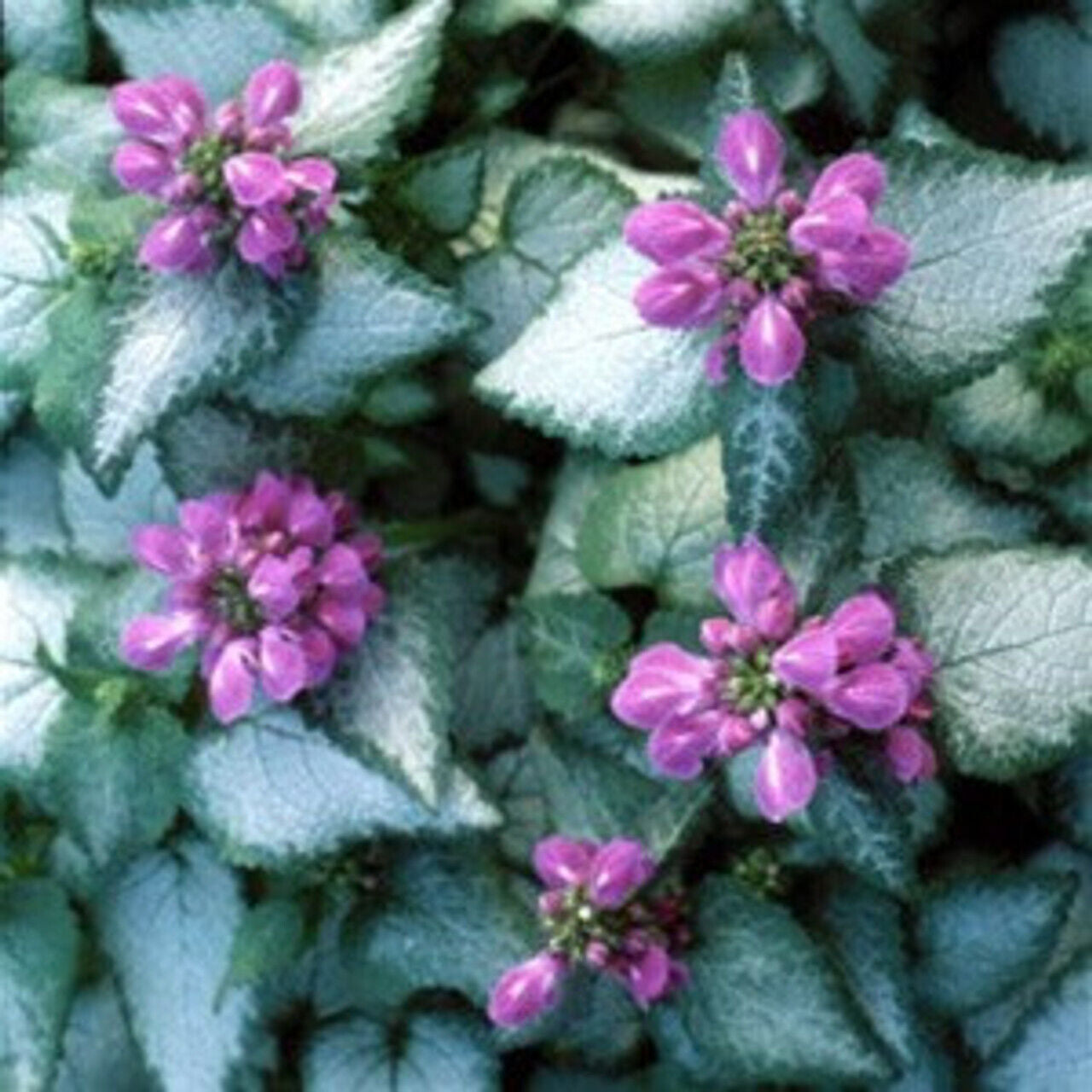 LAMIUM~PURPLE DRAGON~LIVE PLANT~SILVERY GREEN/WHITE GROUND COVER HARDY PERENNIAL