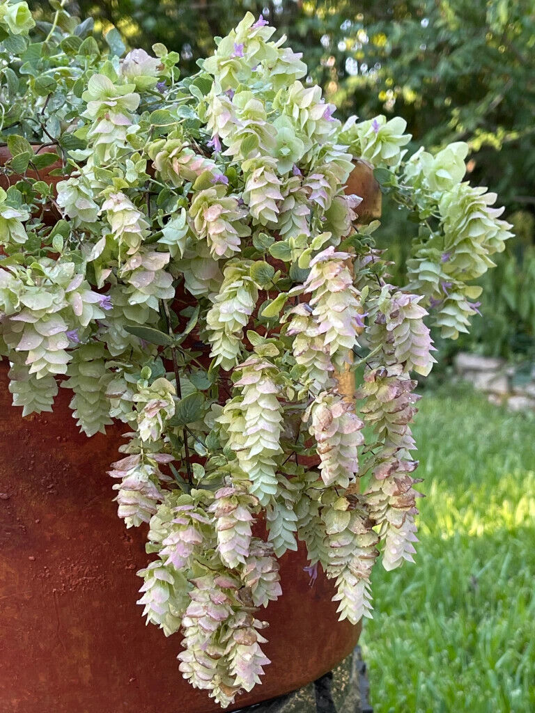 ORIGANUM ROTUNDIFOLIUM~KENT BEAUTY~ORNAMENTAL OREGANO PLANT HARDY PERENNIAL HERB