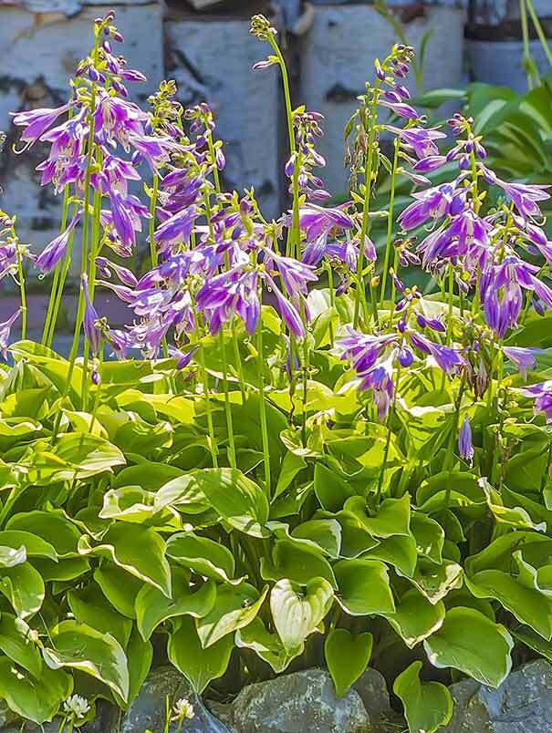 HOSTA~GOLDEN TIARA~PERENNIAL SHADE PLANT FAIRY GARDEN FLOWER HUMMINGBIRD LILY!!!