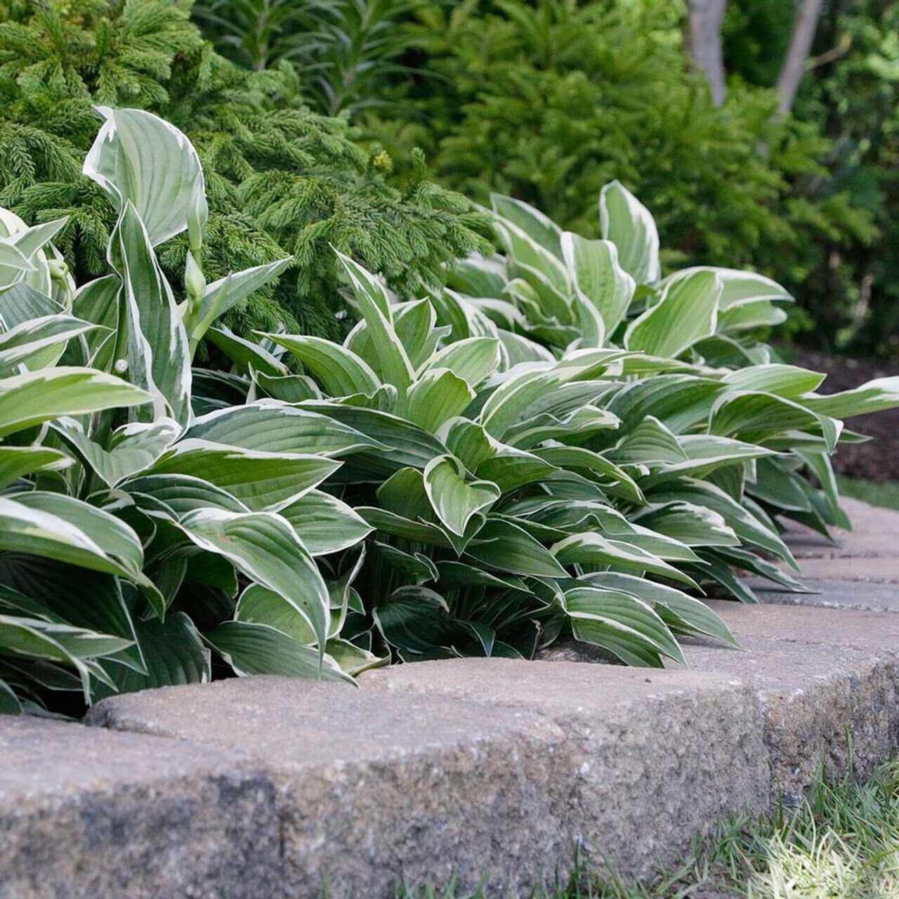 HOSTA 'FRANCEE' HARDY PERENNIAL SHADE PLANT - THE BEST GREEN & WHITE FOLIAGE!!!