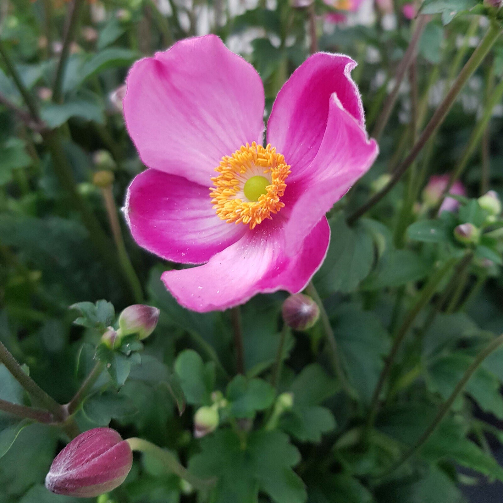 ANEMONE~FANTASY JASMINE~JAPANESE WINDFLOWER~LIVE PLANT~HARDY PERENNIAL~FALL BLM!