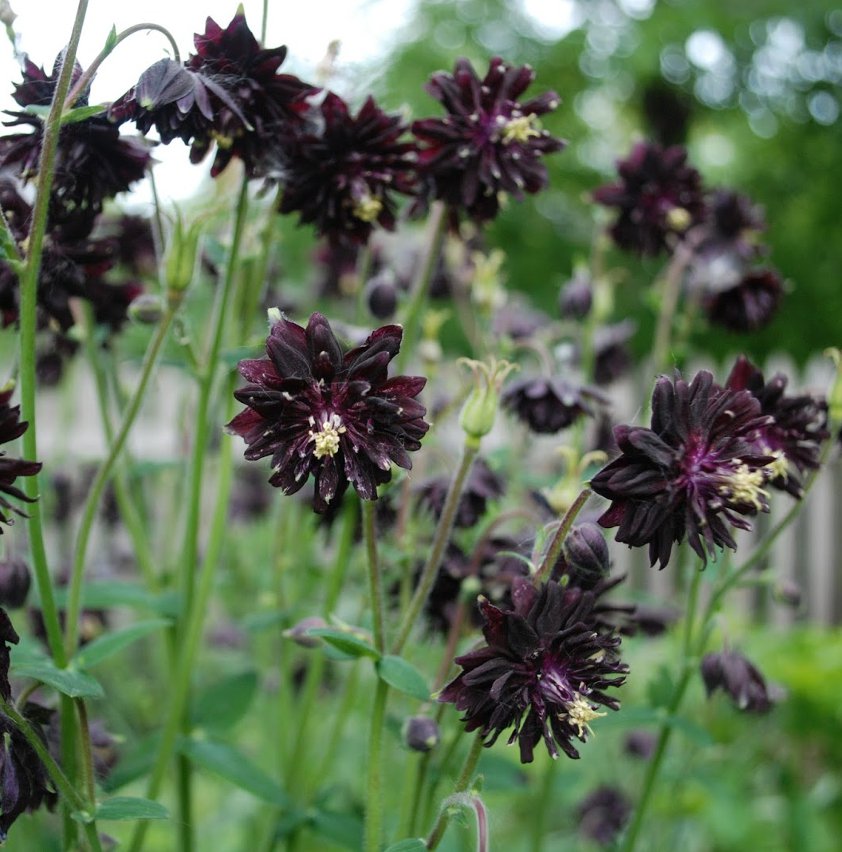 AQUILEGIA VULGARIS 'BLACK BARLOW' SHADE PERENNIAL FLOWERS LIVE BARE ROOT PLANT