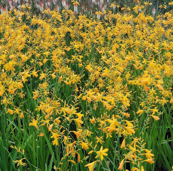 george lily flower CROCOSMIA 'GEORGE DAVIDSON' PERENNIAL SWORD LILY BULBS HUMMINGBIRD FEEDER FLOWER