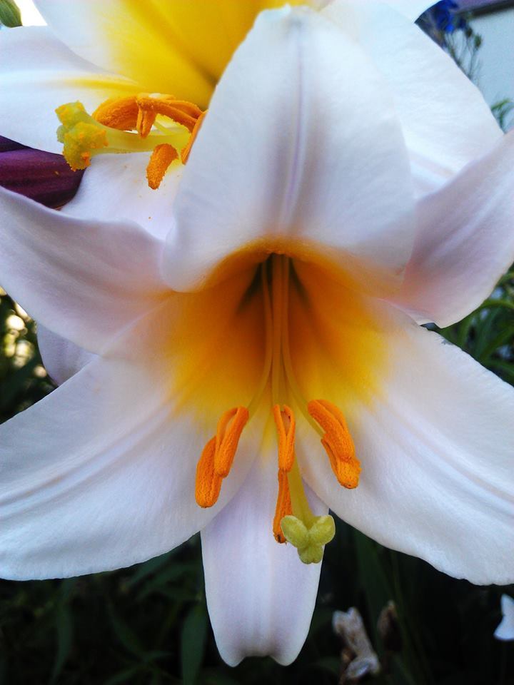 REGAL TRUMPET LILY BULBS PLANTS 4-6FT TALL POWERFULLY FRAGRANT FLOWERS PERENNIAL