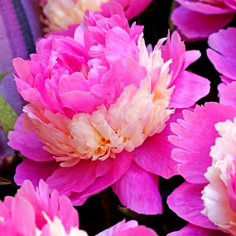 Sorbet Double Peony Live Perennial Fragrant Flower Bulb Plant~3-5 EYES~Best Size