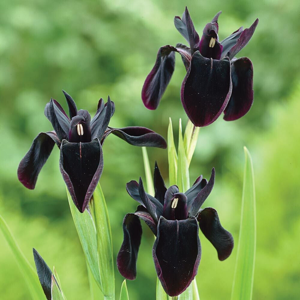 Wild Black Iris chrysographes Hardy Perennial Plant graceful grass-like foliage!