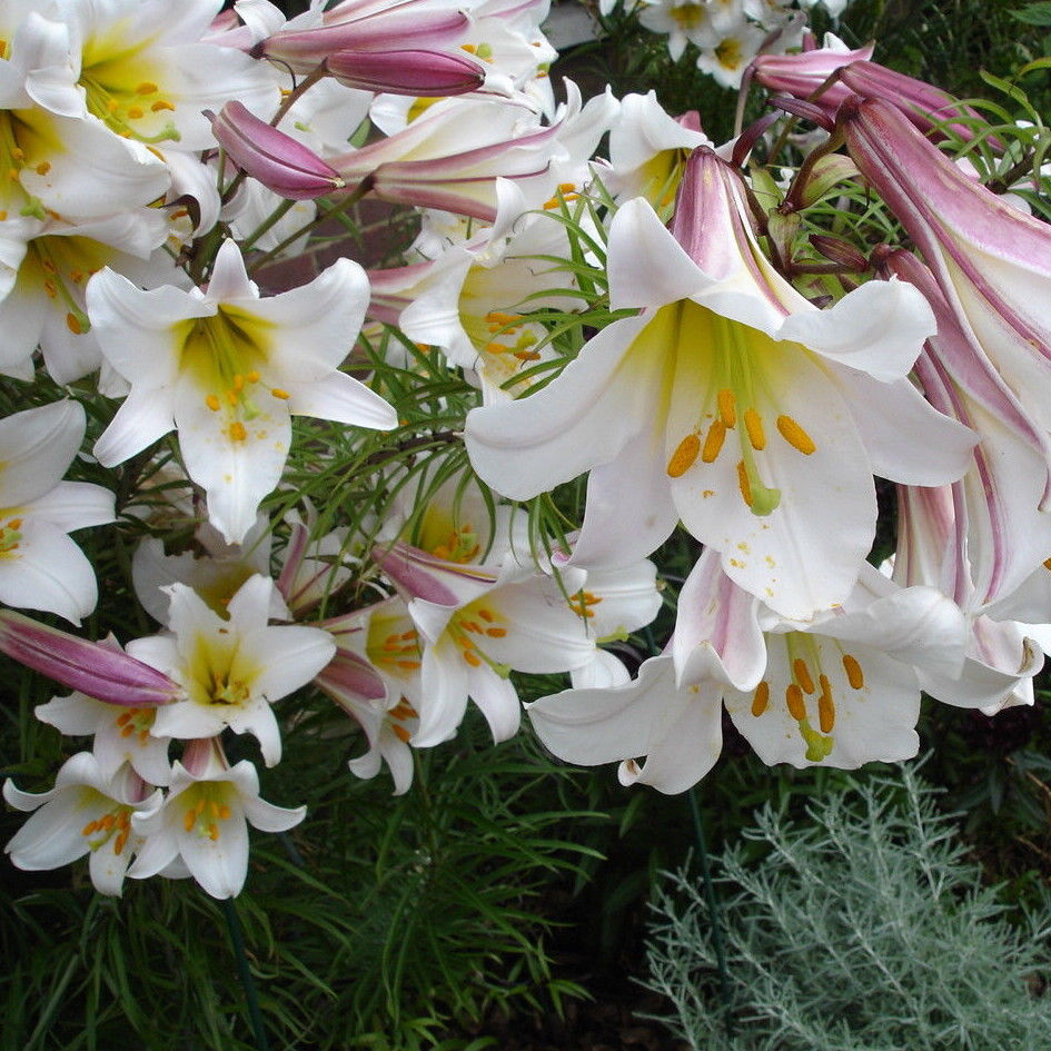 REGAL TRUMPET LILY BULBS PLANTS 4-6FT TALL POWERFULLY FRAGRANT FLOWERS PERENNIAL