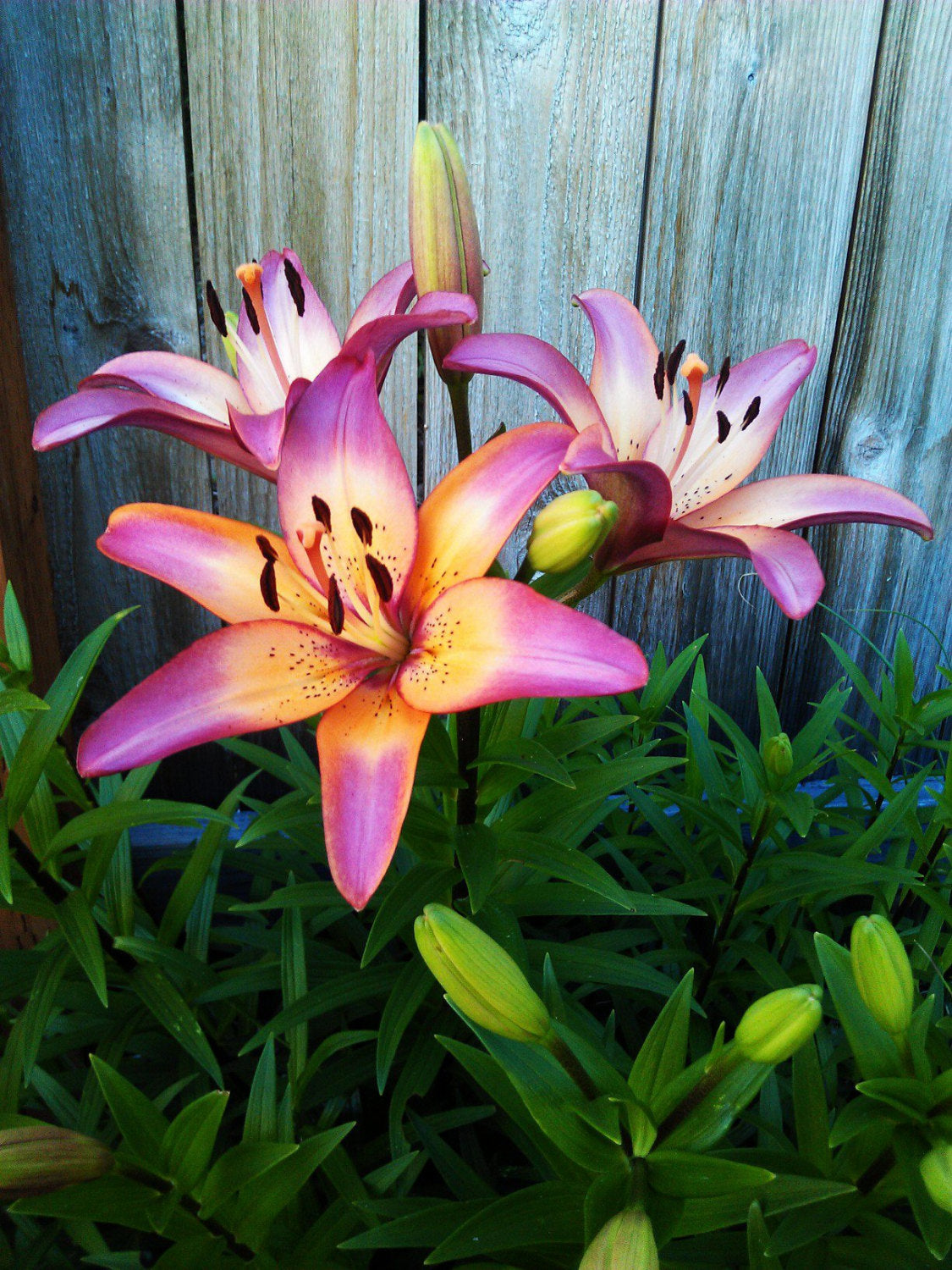 Royal Sunset Lily Flower Bulbs Purple-Pink &Peach will bloom this spring/summer. Hardy zones: 3-9; easy to grow perennial, will multiply!!